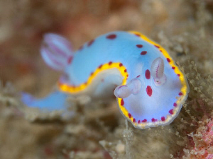 Hypselodoris bennetti, Nelson Bay by Doug Anderson 